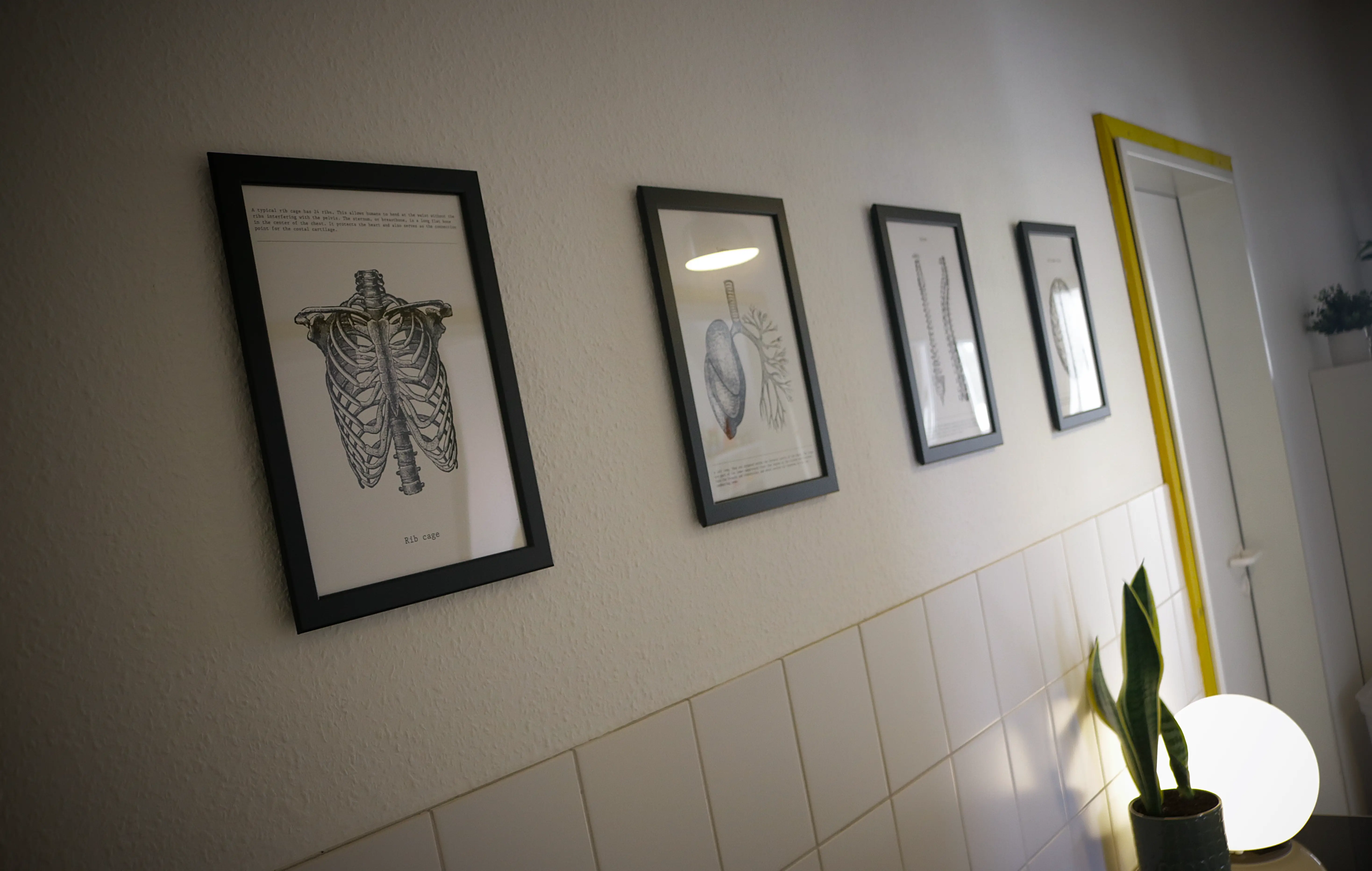 Bilder Anatomie